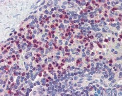 Invitrogen GABARAPL1 Polyclonal Antibody 100 &mu;L; Unconjugated:Antibodies,