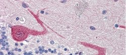 Invitrogen GABARAPL1 Polyclonal Antibody 100 &mu;L; Unconjugated:Antibodies,