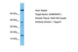 Invitrogen GABARAPL1 Polyclonal Antibody 100 &mu;L; Unconjugated:Antibodies,