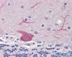 Invitrogen GABARAPL1 Polyclonal Antibody 100 &mu;L; Unconjugated:Antibodies,