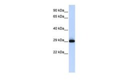Invitrogen SUSD3 Polyclonal Antibody 100 &mu;L; Unconjugated:Antibodies,
