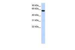 Invitrogen CCDC11 Polyclonal Antibody 100 &mu;L; Unconjugated:Antibodies,
