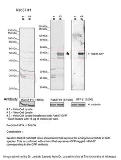 Invitrogen RAB37 Polyclonal Antibody 100 &mu;L; Unconjugated:Antibodies,