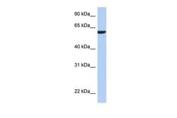 Invitrogen AMIGO3 Polyclonal Antibody 100 &mu;L; Unconjugated:Antibodies,