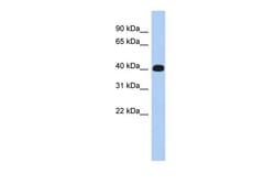 Invitrogen ERMN Polyclonal Antibody 100 &mu;L; Unconjugated:Antibodies,