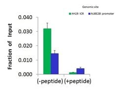 Invitrogen HIST2H2BF Polyclonal Antibody 100 &mu;L; Unconjugated:Antibodies,