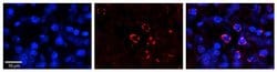 Invitrogen FANCL Polyclonal Antibody 100 &mu;L; Unconjugated:Antibodies,