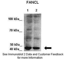 Invitrogen FANCL Polyclonal Antibody 100 &mu;L; Unconjugated:Antibodies,