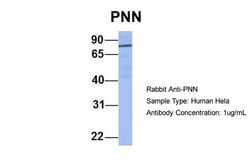 Invitrogen PNN Polyclonal Antibody 100 &mu;L; Unconjugated:Antibodies,