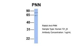 Invitrogen PNN Polyclonal Antibody 100 &mu;L; Unconjugated:Antibodies,