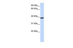 Invitrogen PPP1R7 Polyclonal Antibody 100 &mu;L; Unconjugated:Antibodies,