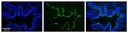 Invitrogen RAB1A Polyclonal Antibody 100 &mu;L; Unconjugated:Antibodies,