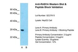 Invitrogen RAB1A Polyclonal Antibody 100 &mu;L; Unconjugated:Antibodies,
