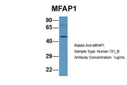 Invitrogen MFAP1 Polyclonal Antibody 100 &mu;L; Unconjugated:Anticuerpos