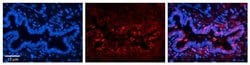 Invitrogen RTCB Polyclonal Antibody 100 &mu;L; Unconjugated:Antibodies,