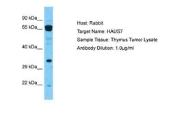 Invitrogen HAUS7 Polyclonal Antibody 100 &mu;L; Unconjugated:Antibodies,