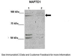 Invitrogen MAP7D1 Polyclonal Antibody 100 &mu;L; Unconjugated:Antibodies,