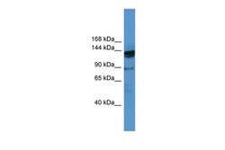 Invitrogen OGDHL Polyclonal Antibody 100 &mu;L; Unconjugated:Antibodies,