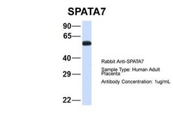 Invitrogen SPATA7 Polyclonal Antibody 100 &mu;L; Unconjugated:Antibodies,