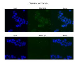 Invitrogen CENPN Polyclonal Antibody 100 &mu;L; Unconjugated:Antibodies,