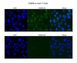 Invitrogen CENPN Polyclonal Antibody 100 &mu;L; Unconjugated:Antibodies,