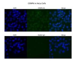 Invitrogen CENPN Polyclonal Antibody 100 &mu;L; Unconjugated:Antibodies,