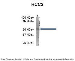 Invitrogen RCC2 Polyclonal Antibody 100 &mu;L; Unconjugated:Antibodies,