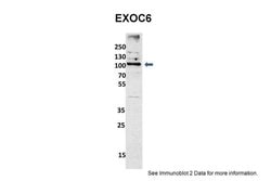 Invitrogen EXOC6 Polyclonal Antibody 100 &mu;L; Unconjugated:Antibodies,