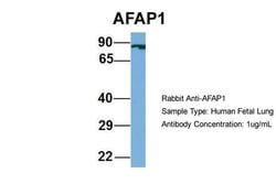 Invitrogen AFAP Polyclonal Antibody 100 &mu;L; Unconjugated:Antibodies,