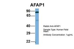 Invitrogen AFAP Polyclonal Antibody 100 &mu;L; Unconjugated:Antibodies,