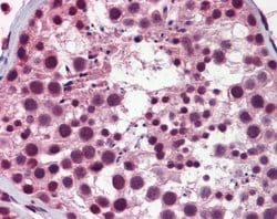 Invitrogen NASP Polyclonal Antibody 100 &mu;L; Unconjugated:Antibodies,