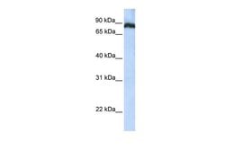 Invitrogen TAF1C Polyclonal Antibody 100 &mu;L; Unconjugated:Antibodies,