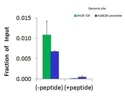Invitrogen JMJD5 Polyclonal Antibody 100 &mu;L; Unconjugated:Antibodies,
