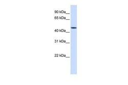 Invitrogen JMJD5 Polyclonal Antibody 100 &mu;L; Unconjugated:Antibodies,