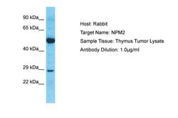 Invitrogen NPM2 Polyclonal Antibody 100 &mu;L; Unconjugated:Antibodies,