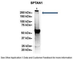 Invitrogen alpha-II Spectrin Polyclonal Antibody 100 &mu;L; Unconjugated:Antibodies,