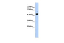 Invitrogen V-ATPase C1 Polyclonal Antibody 100 &mu;L; Unconjugated:Antibodies,