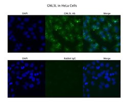 Invitrogen GNL3L Polyclonal Antibody 100 &mu;L; Unconjugated:Antibodies,