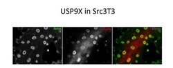 Invitrogen USP9X Polyclonal Antibody 100 &mu;L; Unconjugated:Antibodies,