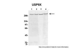 Invitrogen USP9X Polyclonal Antibody 100 &mu;L; Unconjugated:Antibodies,