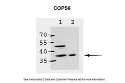 Invitrogen COPS6 Polyclonal Antibody 100 &mu;L; Unconjugated:Antibodies,