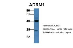 Invitrogen ADRM1 Polyclonal Antibody 100 &mu;L; Unconjugated:Antibodies,