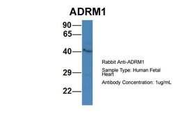 Invitrogen ADRM1 Polyclonal Antibody 100 &mu;L; Unconjugated:Antibodies,