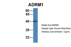Invitrogen ADRM1 Polyclonal Antibody 100 &mu;L; Unconjugated:Antibodies,