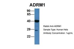 Invitrogen ADRM1 Polyclonal Antibody 100 &mu;L; Unconjugated:Antibodies,