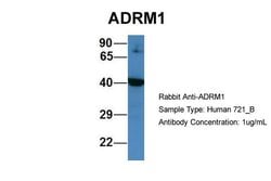 Invitrogen ADRM1 Polyclonal Antibody 100 &mu;L; Unconjugated:Antibodies,