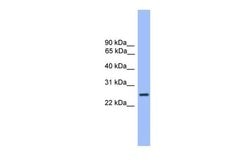 Invitrogen GOSR1 Polyclonal Antibody 100 &mu;L; Unconjugated:Antibodies,