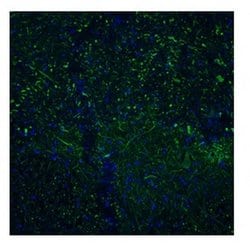 Invitrogen TAAR5 Polyclonal Antibody 100 &mu;L; Unconjugated:Antibodies,