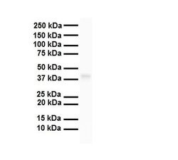 Invitrogen TAAR5 Polyclonal Antibody 100 &mu;L; Unconjugated:Antibodies,
