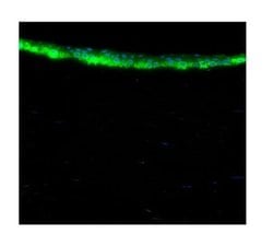 ALDH3A1 Polyclonal Antibody:Antibodies, Polyclonal